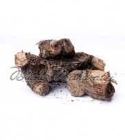 Sıfy Kunduz Kökü 100 gr